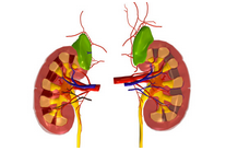 Am J Kidney Dis：左心室重量能作为CKD心血管死亡率的<font color="red">替代</font><font color="red">终点</font>吗？