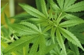 【盘点】大麻已展现强大的治疗潜力