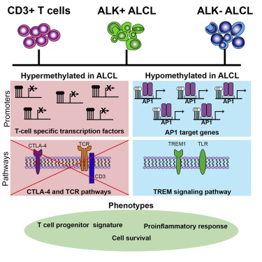 Cell Rep：分析DNA甲基化帮助理解淋巴瘤病理发生