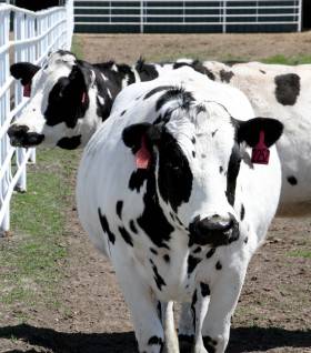 基因改造奶牛有望成为传染病大爆发的第一道防线