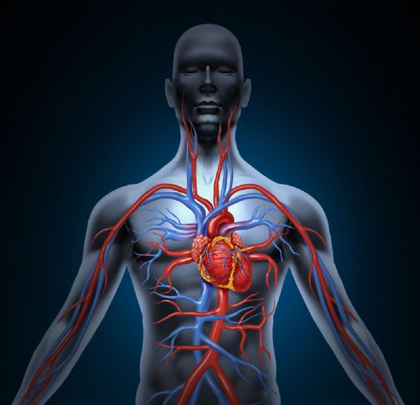 Ann Surg：血管术前心脏咨询对围手术期<font color="red">心肌梗死</font>的影响研究