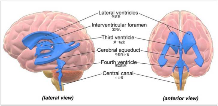 脑室结构示意图
