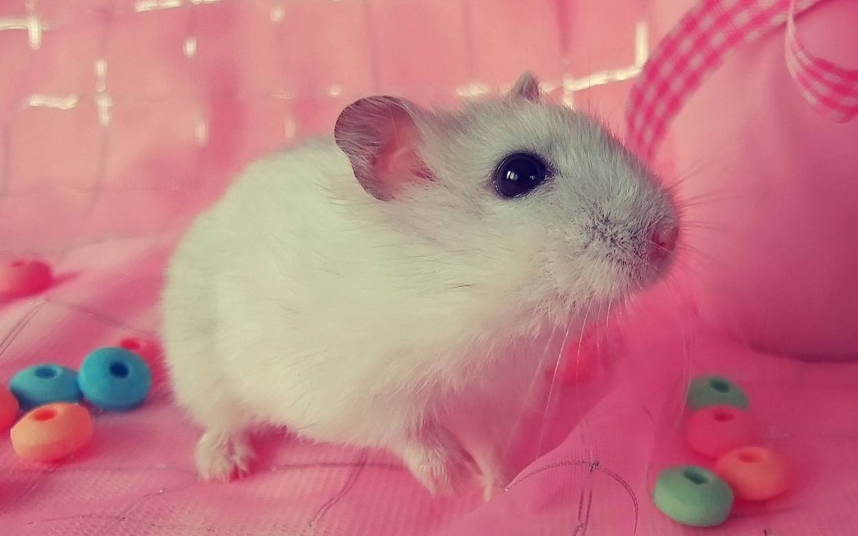 日本科学家通过小鼠实验成功根治自闭症