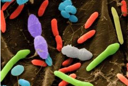BMC MED：粪便菌群移植对患者菌群的长期影响研究