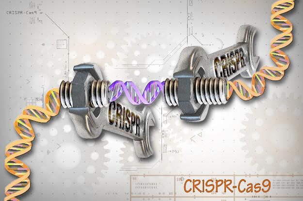 如何利用基因魔剪—CRISPR技术来进行非编码基因组功能的研究？