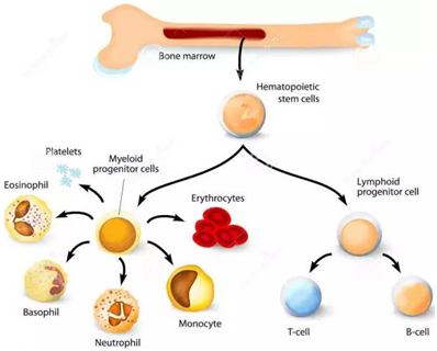 Science：缬氨酸缺乏会耗竭造血干细胞