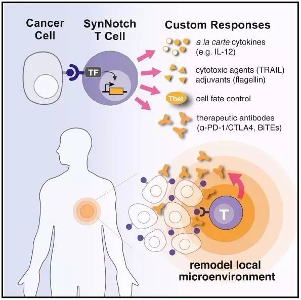 Cell：改造T细胞来靶向肿瘤细胞，精细调控基因开关