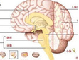 【盘点】脑损伤疾病指南共识一览