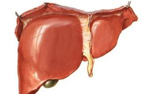Liver Transpl：使用循环性死亡后的<font color="red">肝脏</font>进行肝移植，仍会产生积极结果