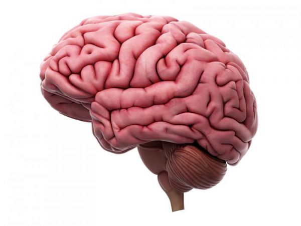 大脑皮质皱褶会随着年龄增长而<font color="red">松弛</font>