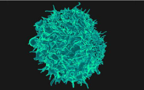 Nature：剑桥大学科学家让T细胞“活更久”