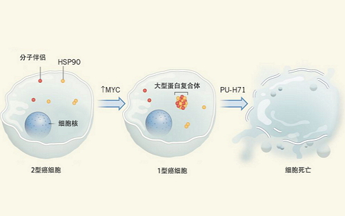 Nature： 蛋白复合体有望成为新的癌症治疗靶标