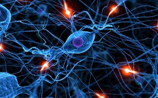 Nature：移植胚胎神经细胞可以整合到损伤的神经网