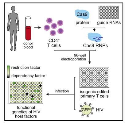 Cell子刊：CRISPR<font color="red">直</font>击HIV感染的预防和治愈