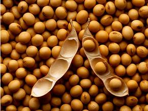 多吃大豆能够降低孕期抑郁症的患病风险