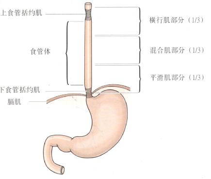 Ann Surg：食管或胃食管交界处腺癌患者的不同淋巴结转移位置的不同影响