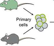 PNAS：在小鼠细胞中利用CRISPR-Cas9技术高效进行<font color="red">基因组</font>编辑