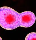 Cell Rep：剔除关键酶类或可降低致死乳腺癌亚型的恶性程度