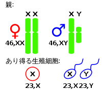 Science：Xist<font color="red">的</font>存在使男女更加平等