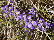 P1130476 Iris unguicularis (Iridaceae).JPG