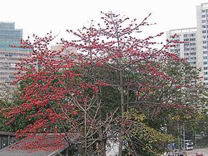 Cotton tree at Tsing Yi Island.jpg