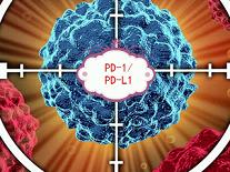JCO：Pembrolizumab治疗黑色素瘤患者中PD-L1表达量与缓解时间呈正相关（KEYNOTE-001）