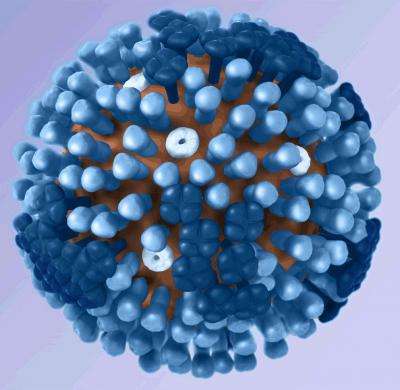 研究发现全球流感流行的共同诱因