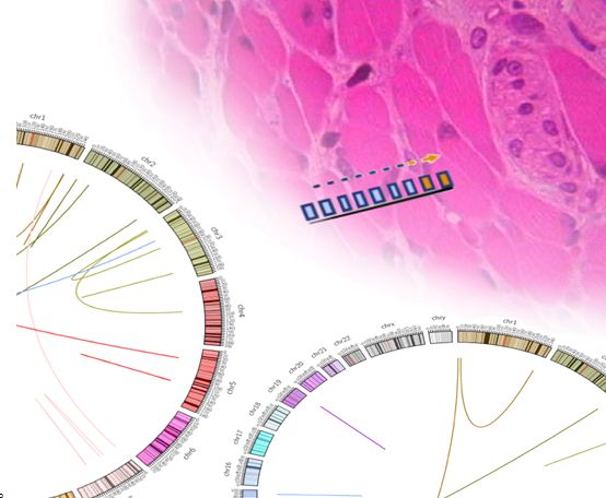 PNAS: 融合基因组学揭示<font color="red">横纹肌肉瘤</font>细胞起源