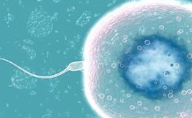 科学家定义"完美精子"方程式，寻最有活力的精子
