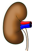 Am J Kidney Dis：尿调节素可以降低成年人尿路感染的风险