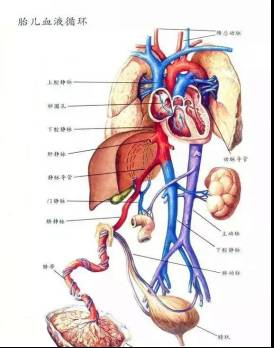 脐静脉置管深度图片