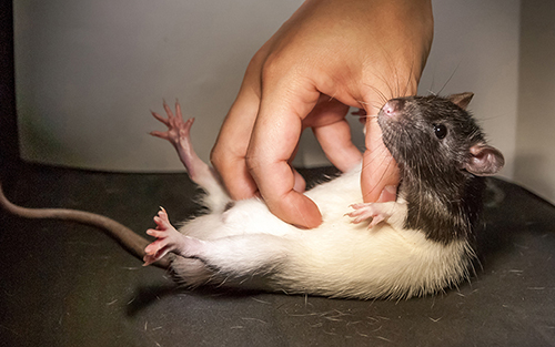 Science：给老鼠挠痒痒也能发篇Science？！