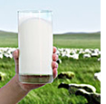 美国最新研究表明喝全脂牛奶的儿童更瘦