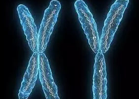 智商基因是不是在X染色体上