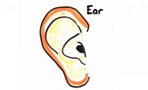 关于耳朵的10个事实真相