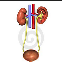 Am J Kidney Dis：C-反应蛋白可预测终末期肾病风险