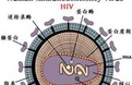 【盘点】近期HIV重要研究<font color="red">汇总</font>