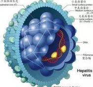 【盘点】近期丙肝病毒（HCV）最新研究汇总