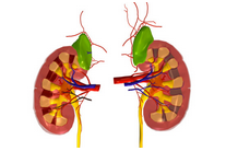 Am J Kidney Dis：CKD儿童和<font color="red">青少年</font>胱抑素C与心脏功能相关
