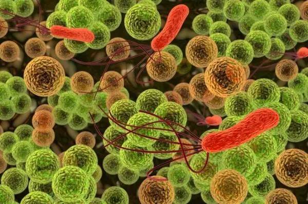 多篇文章共同解读免疫系统与肠道菌群的奥秘