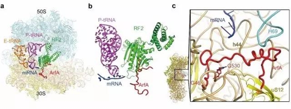 清华学者在《自然》发文揭示新的non-<font color="red">stop</font> mRNA翻译终止机制