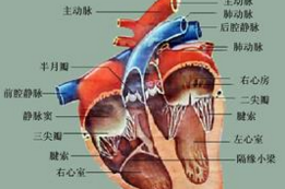 Int J Cardiol：王<font color="red">建安</font><font color="red">教授</font>发现严重瓣膜疾病中，二尖瓣反流最常见