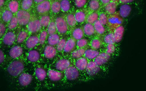 Nature子刊：干细胞端粒长度需要“刚刚好”