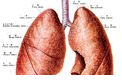 【盘点】近期有关肺癌研究亮点汇总