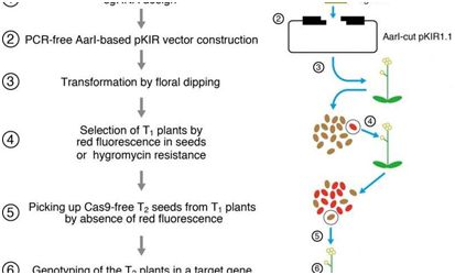 Plant Cell Physiol：新方法让CRISPR/Cas9高效地敲除<font color="red">拟南芥</font>中的靶基因