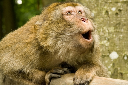 科学家搞清猴子为何不会说话