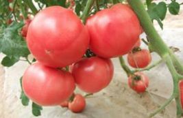 Nat Genet：利用CRISPR/Cas9让番茄植物更早开花结果