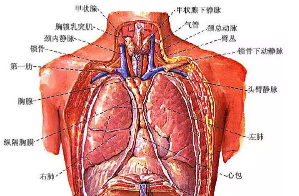胸部X线解剖实用<font color="red">图谱</font>