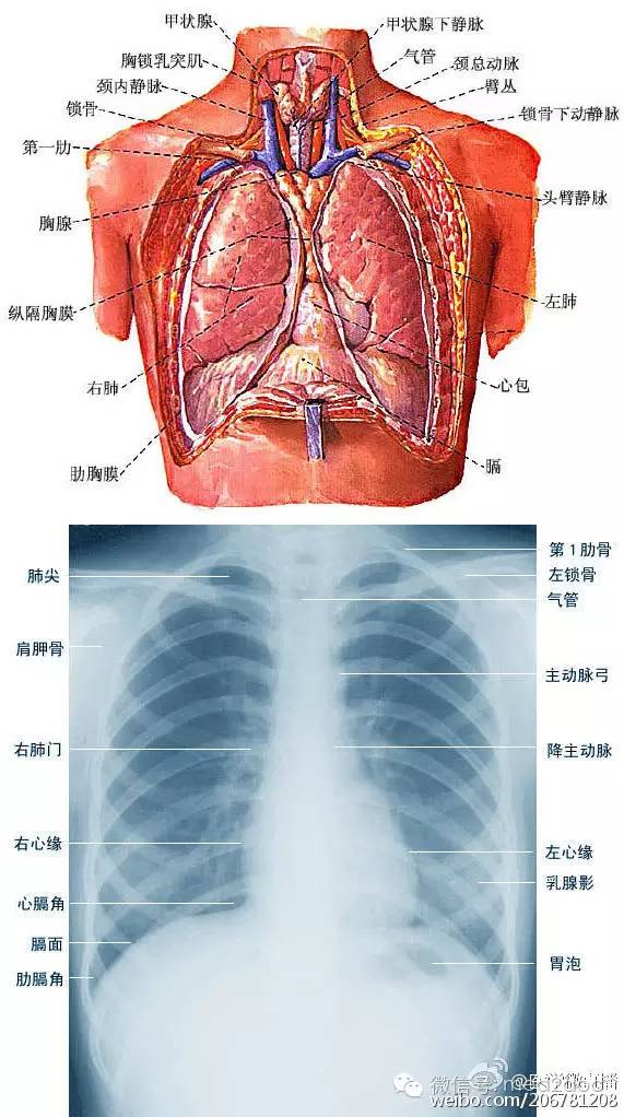 胸廓解剖结构图解图片