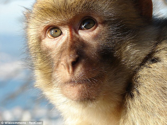 猴子也能像人一样说话？他们只是缺乏思维